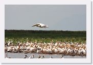 03LakeManyara - 55 * Great White Pelicans.